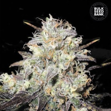Семена конопли Auto Cocopopo Feminised