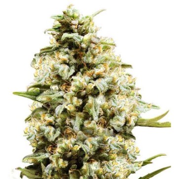 Семена конопли Auto Critical Feminised