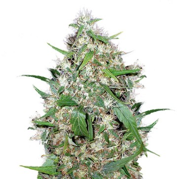 Семена конопли Auto Critical Feminised