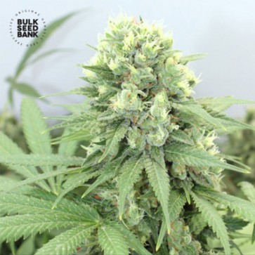 Семена конопли Auto Devil's Kiss Feminised