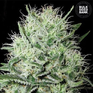 Семена конопли Auto Devil's Kiss Feminised