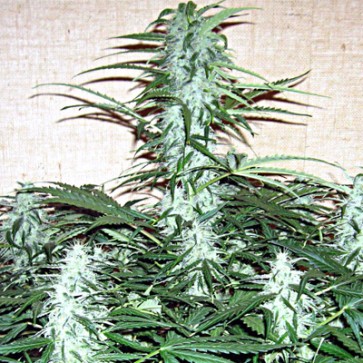 Семена конопли Auto Jack Hair Feminised