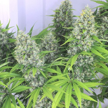 Насіння конопель Auto Kali's Mistery Feminised