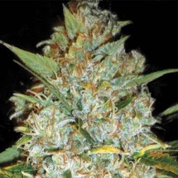 Насіння конопель Auto Kali's Mistery Feminised