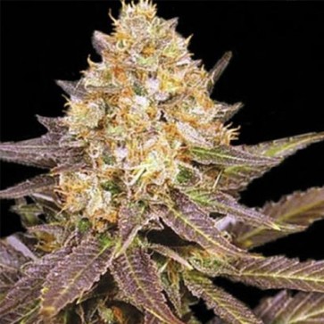 Семена конопли Auto Lavender Best Feminised