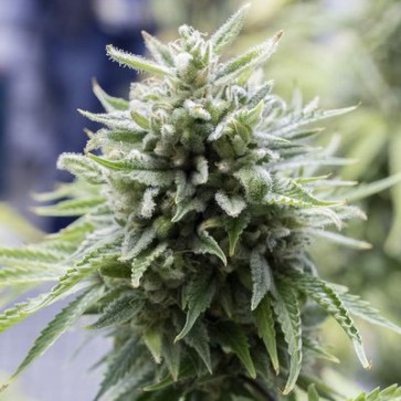 Семена конопли Auto OG Kush Feminised