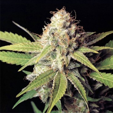 Семена конопли Auto OG Kush Feminised