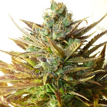 Семена конопли Auto Sour Diesel Feminised