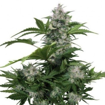 Насіння конопель Auto Wild Dwarf Feminised