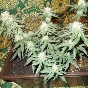 Насіння конопель Auto Wild Dwarf Feminised