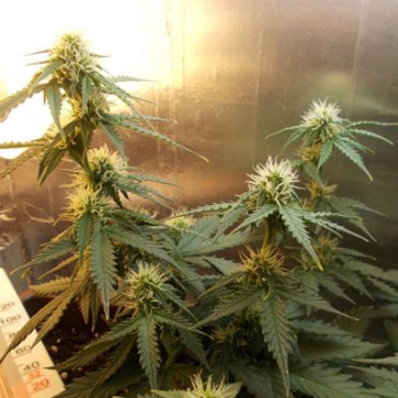 Насіння конопель Auto Wild Dwarf Feminised