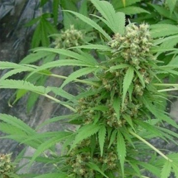 Насіння конопель Early Top Skunk Feminised