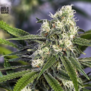 Насіння конопель Early Top Skunk Feminised