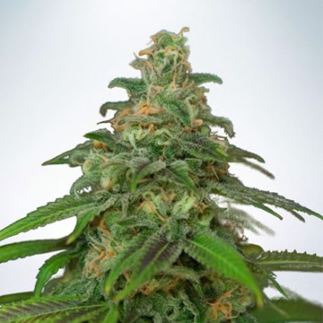 Семена конопли New's Haze Feminised