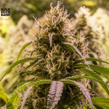 Семена конопли New's Haze Feminised