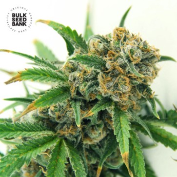 Насіння конопель Sensible Star Feminised