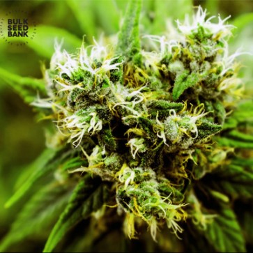 Насіння конопель Skunk #99 Feminised