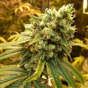 Семена конопли Sour Diesel Feminised