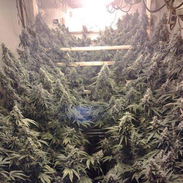 Семена конопли Sour Diesel Feminised