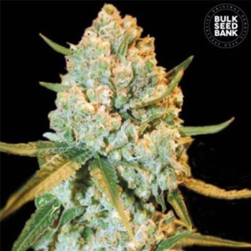 Насіння конопель Special Crystal Haze Feminised