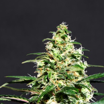 Насіння конопель Special Lime Haze Feminised