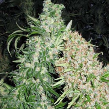 Насіння конопель Special Skunk Feminised