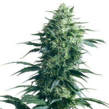 Насіння конопель Special Skunk Feminised