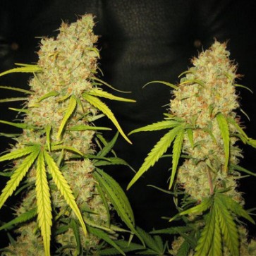 Насіння конопель Special Skunk Feminised