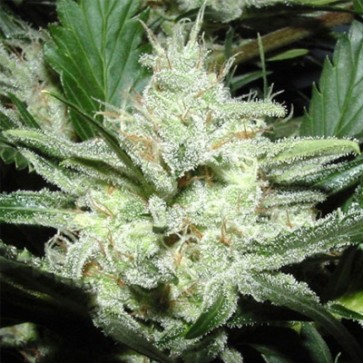 Семена конопли White Prussian Feminised