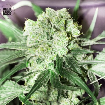 Семена конопли White Prussian Feminised