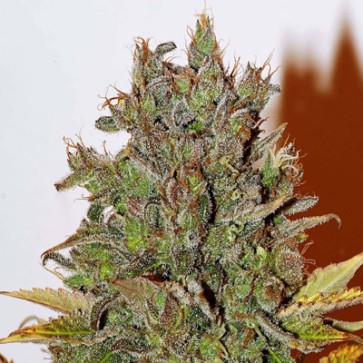 Насіння конопель White Widow Feminised