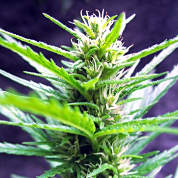 Семена конопли Auto Jack Hair Feminised