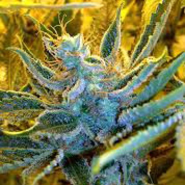 Cannabis seeds Auto NBA Diesel Feminised