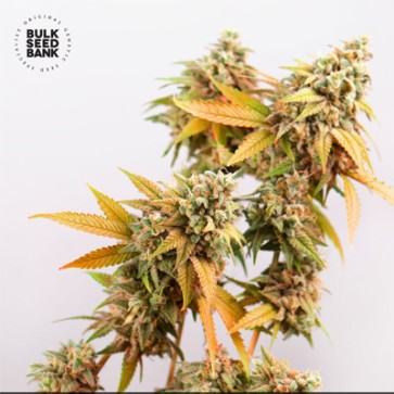 Насіння конопель Auto Sunmango Feminised