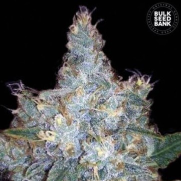 Семена конопли Auto Blueberry Berry Feminised