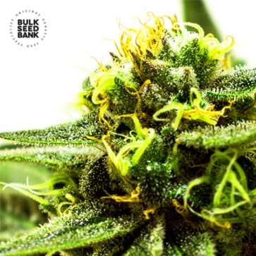 Семена конопли Nepal Gold CBD