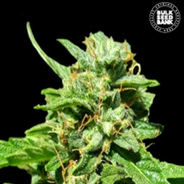 Семена конопли Nepal Gold CBD