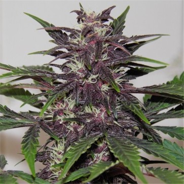 Cannabis seeds Auto Purple Glam Kush Feminised