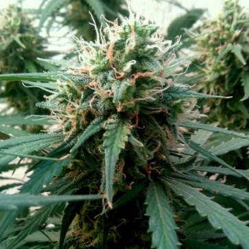 Семена конопли Auto AK Feminised