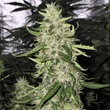 Auto Black Chere Feminised Cannabis Seeds