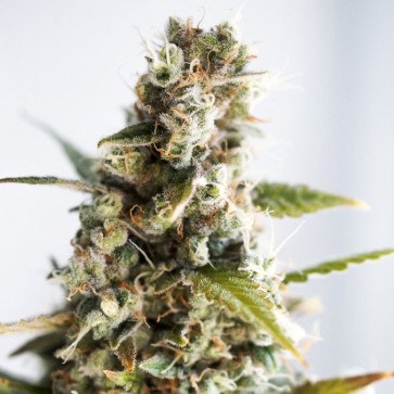 Семена конопли Auto Goverla Feminised