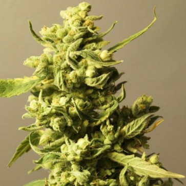 Семена конопли Auto Sinevir Feminised