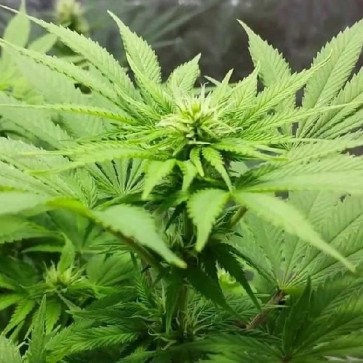 Семена конопли Auto AK Feminised