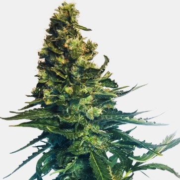 Auto Black Tisa Feminised Hemp Seeds