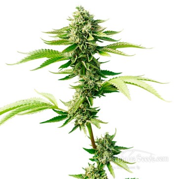 Семена конопли Auto Goverla Feminised