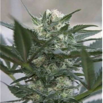 Насіння конопель Auto Kush Feminised