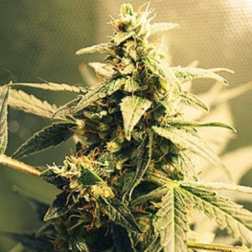 Auto White Tisa Feminised Hemp Seeds