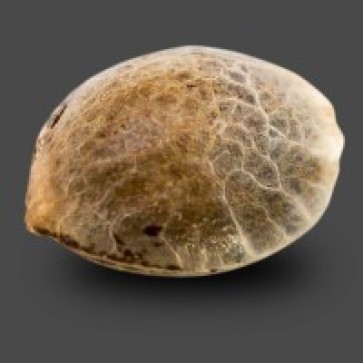 Auto Black Chere Feminised Cannabis Seeds