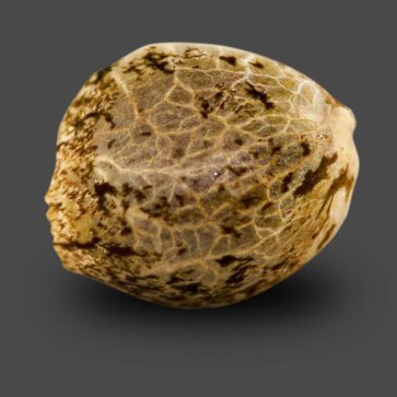 Auto Black Tisa Feminised Hemp Seeds