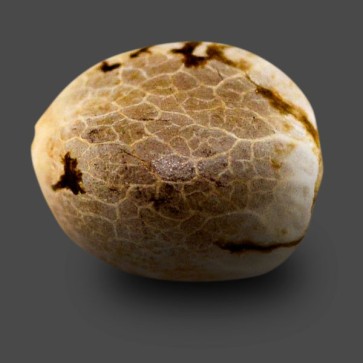 Семена конопли Auto AK Feminised